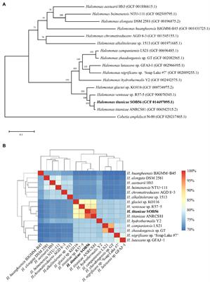 Heterotrophic Sulfur Oxidation of Halomonas titanicae SOB56 and Its Habitat Adaptation to the Hydrothermal Environment
